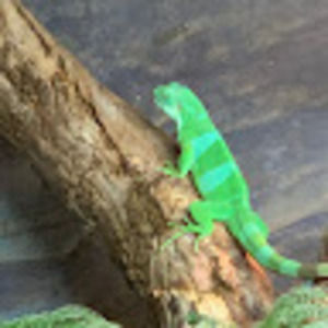 Meet your Posher, Noam